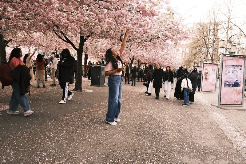 Woman in jeans reaching one arm up toward pink cherry blossom branches, fallen petals on the ground and crowd behind her